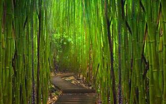 Old Bamboo Photography Wallpaper In The Memory Of A Lengthy Time