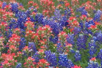 Independence Texas Bluebonnets Search In Pictures