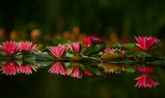 Awesome Nature Image HD Fresh Air Organic