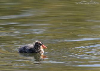 Baby American Coot Image On The Wing Photography