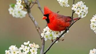 Blossoms Cardinal White Flowers Northern Wallpaper Background