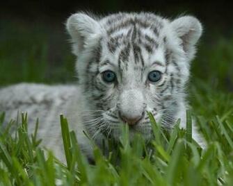 White Tiger Cub Wallpaper