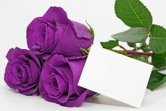 Purple Rose Background Image Wallpaper HD