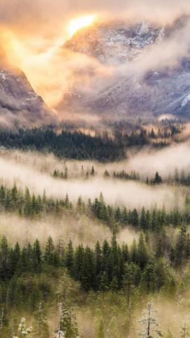 Mist Forest Mountain iPhone Wallpaper