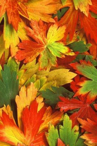 Fall Leaves iPhone Wallpaper