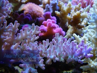 Saturday August By Trends Coral Reef Wallpaper HD