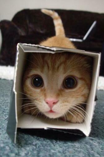 Funny Cat iPhone Wallpaper Background And Themes