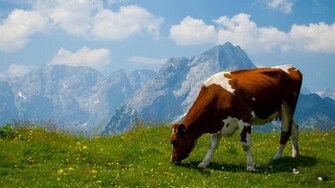 Cow Wallpaper Desktop Image Pictures