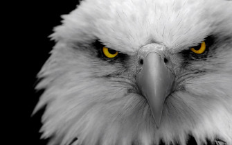 Galeri Golden Eagle 4k Wallpaper Jpg