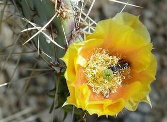 Cactus Flower Wallpaper