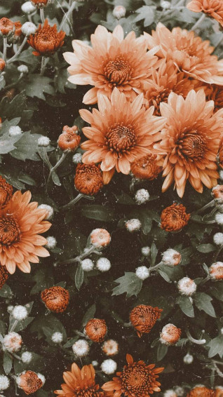 Orange Flower iPhone Wallpaper