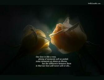 Best Love Rose Wallpaper