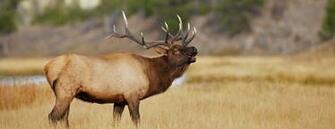 Hunting Guides Colorado Elk Wallpaper