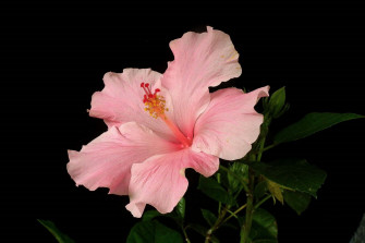 Pink Flower Nature Hibiscus HD Wallpaper