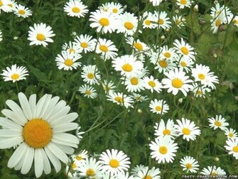 My Background Daisy Wallpaper