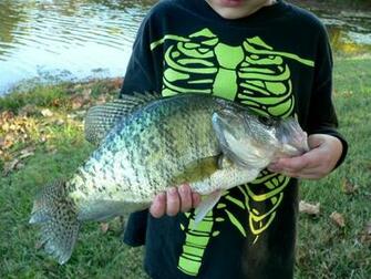 Back Gt Wallpaper For Crappie Fishing