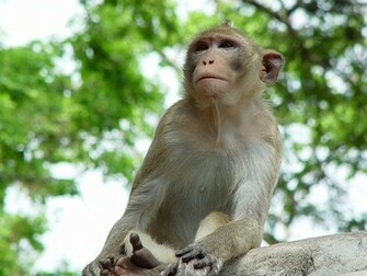 Desktop Nature Wallpaper Zoo Animals Baboon Background