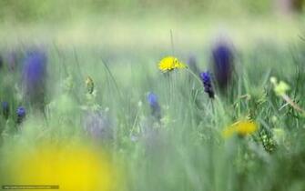 Wallpaper Original Dandelion Flowers Pelauts