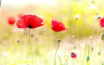Poppies Wallpaper