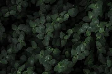Dark Plant Background Stock Photo Picjumbo