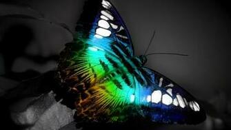 Colorful Butterfly Wallpaper HD For Desktop Background Jpg