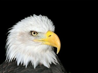 Bald Eagle Wallpaper