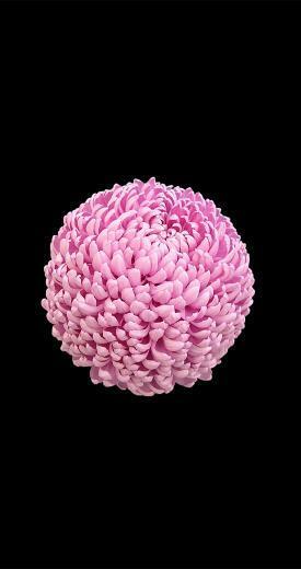 Ios Style Flowers Wallpaper For iPhone