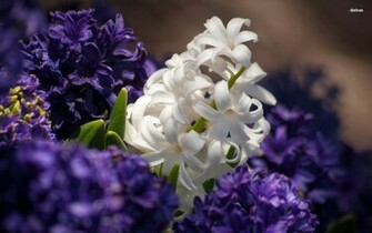 Hyacinth Wallpaper Flower
