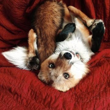 Have You Guys Met Juniper The Fox
