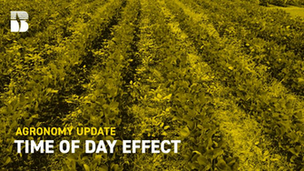 Agronomy Update The Time Of Day Effect With Roundup Ready