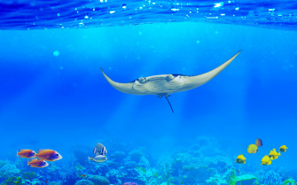 Manta Ray Wallpaper 4k Underwater Ocean Life Fishes