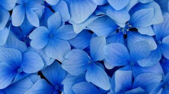 Flower Wallpaper Flowers Photo