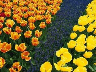 Colorful Flower Garden Wallpaper