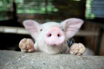 Pictures Of Cute Baby Pigs Desktop Background