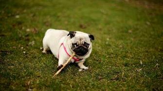 Funny Pug Wallpaper