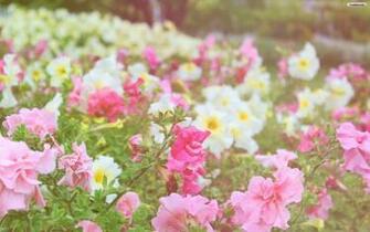 Pink And White Flowers Wallpaper