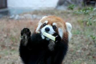 Red Panda Tennoji Wallpaper HD Image