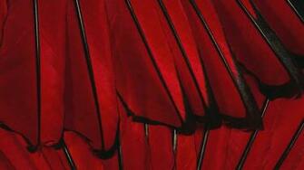 Wallpaper Black Red Flower Full HD 1080p