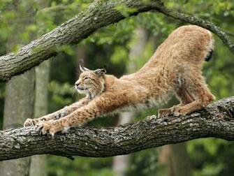 Big Cat Wallpaper And Image Pictures Photos