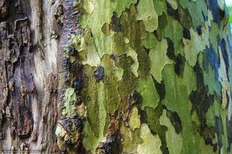 Wallpaper Kora Tree Bark Desktop In The