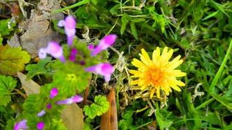 Wallpaper Background Spring Weeds Screensavers Fails