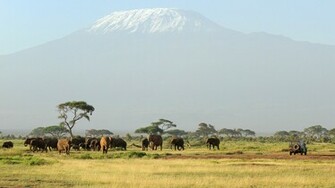 African Safari Wallpaper