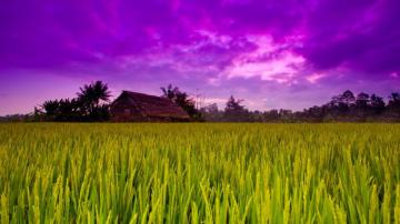 Green Field Background