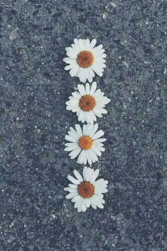 Daisy Flowers iPhone Wallpaper