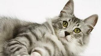 Cat Wallpaper