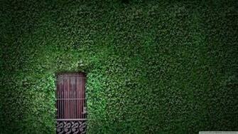 Green Wall 4k HD Desktop Wallpaper For Ultra Tv Tablet