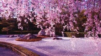 Cherry Blossom Wallpaper HD