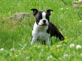 Boston Bull Terrier Boxwood American Gentlemen