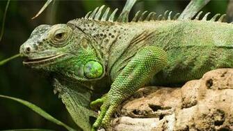 Green Iguana Computer Wallpaper Desktop Background Id
