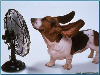 Funny Dog Screensaver